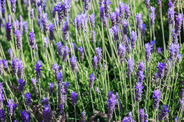Bright ripe lavender flowers background