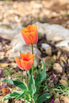 Pair of orange tulips