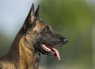 A dog is guarding the yard. Image taken from the side. The dog is staying alert.
