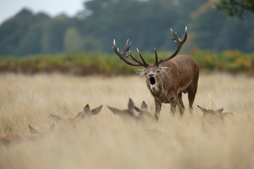Red deer stag roaring near the hinds during the rut