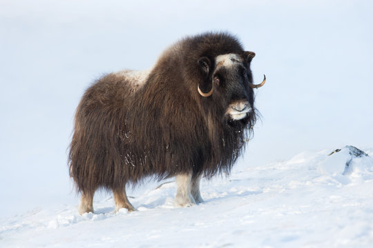 Musk Ox in Winter, Norway.
