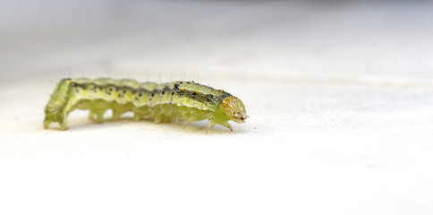  caterpillar