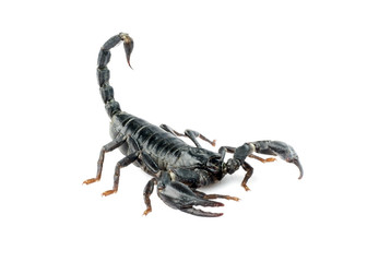 Image of scorpion on a white background.
