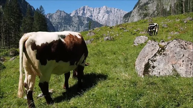 Kuh auf der Alm am K&ouml;nigssee