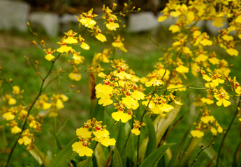 Oncidium goldiana orchids, Golden Shower