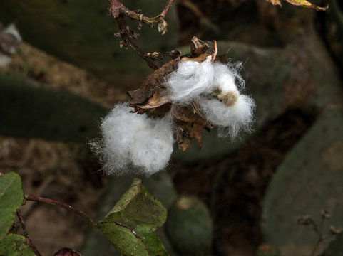 Knospe mit Baumwolle einer Baumwollpflanze.