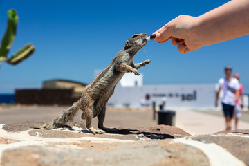 Erdhörnchen auf Fuerteventura 