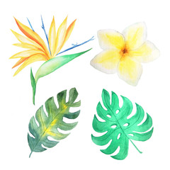 Fototapeta na wymiar Watercolor tropical flowers, leaves and plants