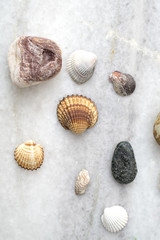 Collection of sea  shells and rocks