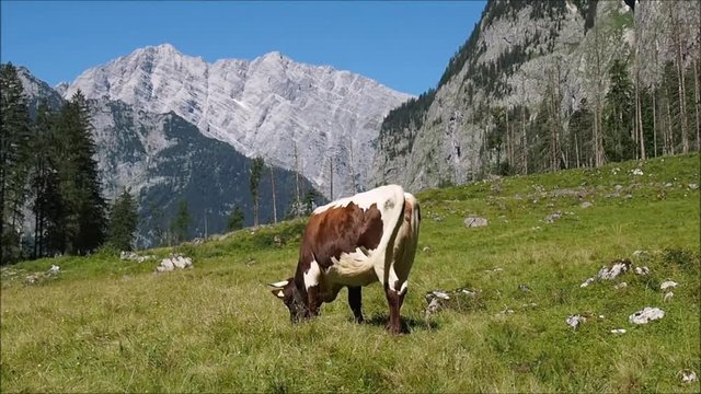 Kuh im Gebirge Alm