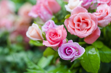 Fototapeta na wymiar Floral background. Beautiful colored roses in drops of water.
