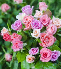 Floral background. Beautiful colored roses in drops of water.
