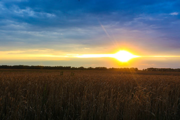 beautiful sunset on a wheat field
