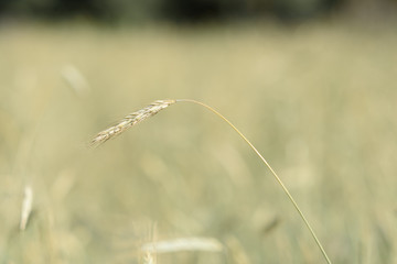Obraz premium ears wheat closeup on the background of field
