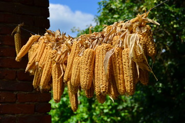 The Corn Cob hanging on a wire