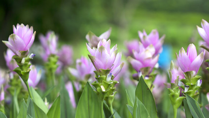 Fototapeta premium Tulips in Thailand
