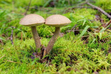 Two brown cap boletus
