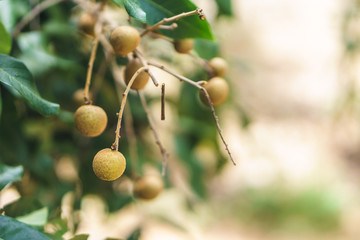 Longan orchards