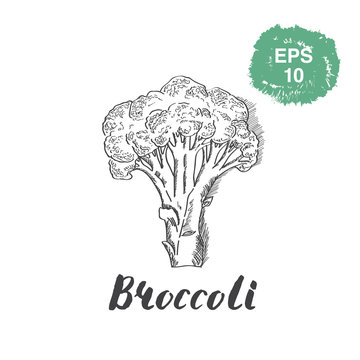 Broccoli hand drawn sketch.