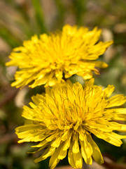 Dandelion flowers