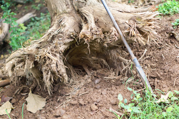 Dead tree root
