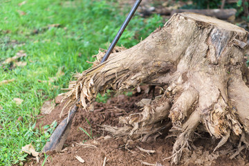 Fototapeta premium Dead tree root