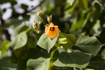 Yellow Flower On Tree