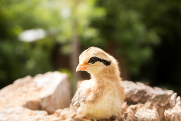 Soft focus of Small chick on wood Stump.