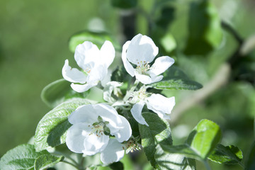 Apple blossom in the summer garden