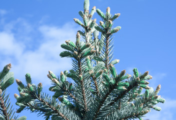 Branches of spruce