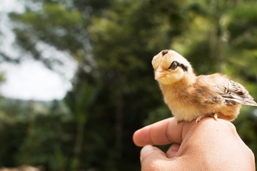 Soft focus of Small wild chick on hand.