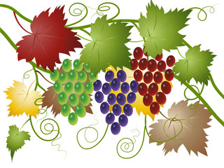 Obrazy na Szkle  Winogrona zielone, czerwone i niebieskie