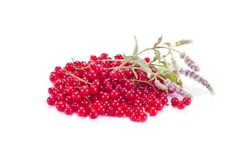 Red currant with the leaves of mint
