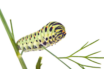 Swallowtail butterfly caterpillar
