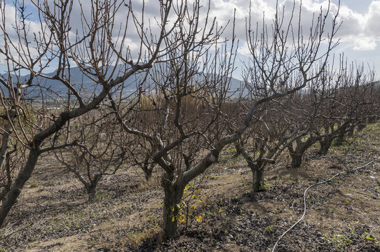 「Almendros」の画像 1,288 件の Stock 写真、ベクターおよびビデオ Adobe Stock