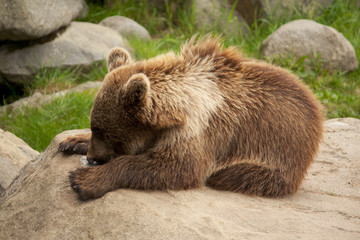 Fototapeta premium Brown bear lying on a rock