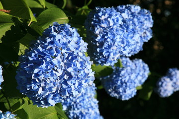 Sandman lanterns Kan Noriyuki stand sleepiness Japan