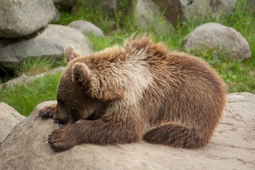 Obraz premium Brown bear lying on a rock