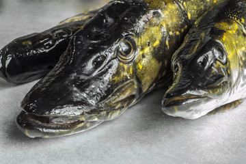 Fish Pike
