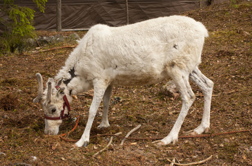 Obraz na płótnie Canvas Reindeer in Lapland, Finland