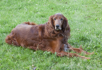 Red Irish setter