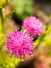 Korean thistle