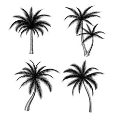 Obraz na płótnie Canvas Hand drawn palm trees isolated on white background. Vector holiday palm tree sketch set for summer fashion design