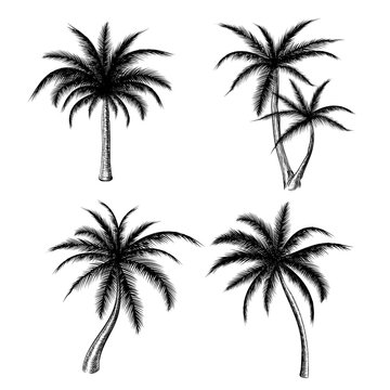 Hand drawn palm trees isolated on white background. Vector holiday palm tree sketch set for summer fashion design
