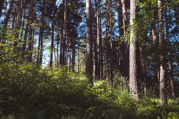 Pine forest in summer morning