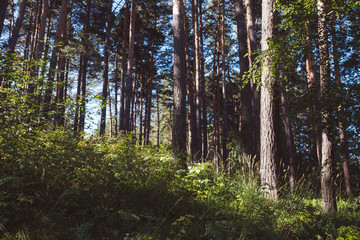 Pine forest in summer morning