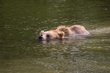 Braunbär - Ursus arctos