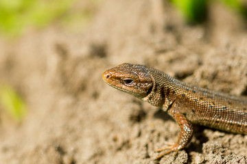 Macro of tiny lizard in the forest temperate zone