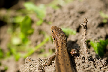Macro of tiny lizard in the forest temperate zone
