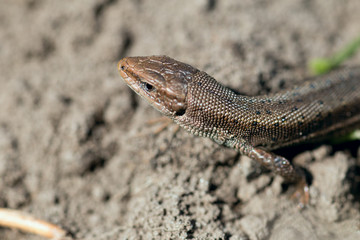 Macro of tiny lizard in the forest temperate zone